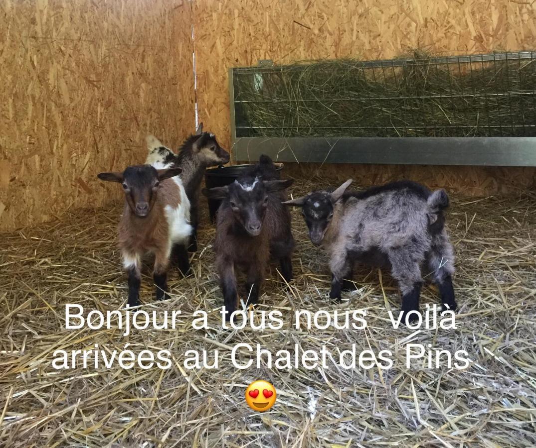 Roulottes Du Chalet Des Pins Rougeou Zewnętrze zdjęcie